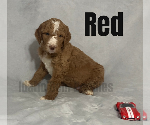 Medium Photo #1 Goldendoodle Puppy For Sale in HOMEDALE, ID, USA