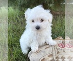 Small #4 Maltese