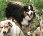 Small Photo #1 Australian Shepherd Puppy For Sale in COLESVILLE, MD, USA