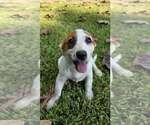 Small Labrador Retriever Mix