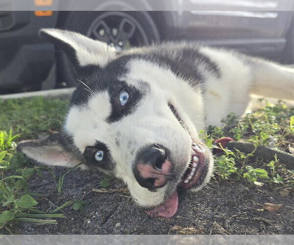 Medium Photo #1 Siberian Husky Puppy For Sale in Fort Lauderdale, FL, USA