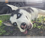 *RICHARD - Male Siberian Husky Dog for Adoption - Small photo