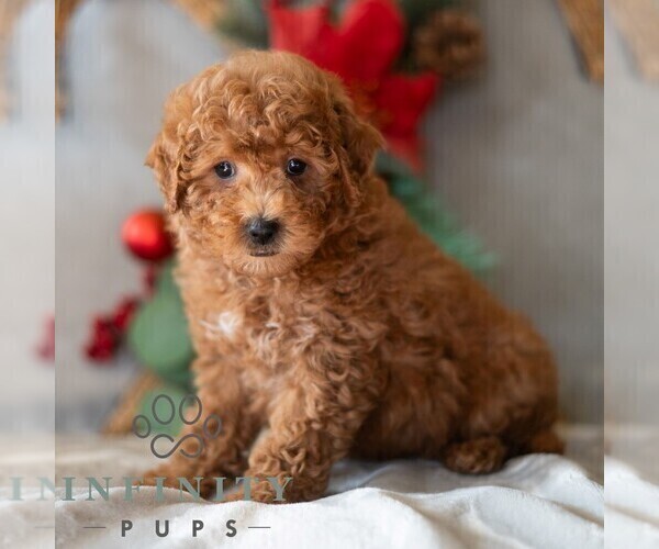 Medium Photo #5 Bichpoo Puppy For Sale in DORNSIFE, PA, USA