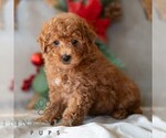 Small Photo #5 Bichpoo Puppy For Sale in DORNSIFE, PA, USA