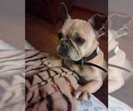 Small #8 French Bulldog