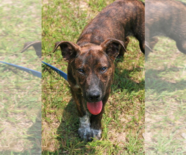 Medium Photo #5 Mountain Cur-Unknown Mix Puppy For Sale in Attalka, AL, USA