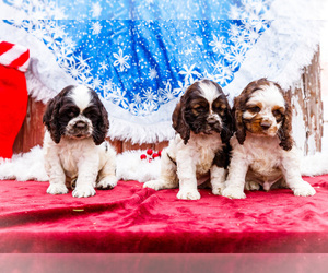 Cocker Spaniel Puppy for Sale in WAKARUSA, Indiana USA