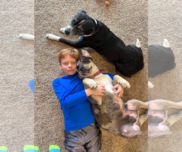 Medium Photo #3 Border Collie-Unknown Mix Puppy For Sale in Shreveport, LA, USA
