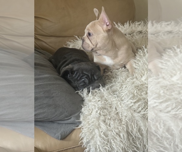 Medium Photo #3 French Bulldog Puppy For Sale in SUSSEX, WI, USA