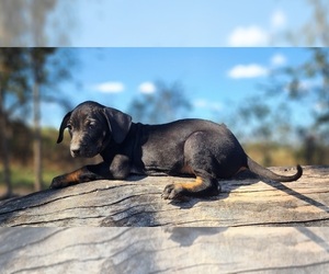 Catahoula Leopard Dog Puppy for sale in CUMBY, TX, USA