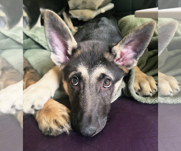 Medium Photo #4 German Shepherd Dog Puppy For Sale in La Grange , NC, USA