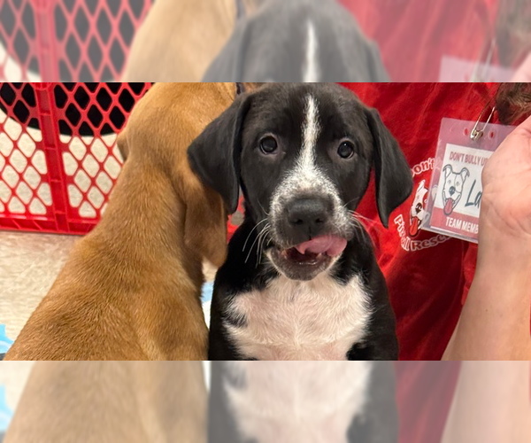 Medium Photo #8 Mutt Puppy For Sale in Wenonah, NJ, USA