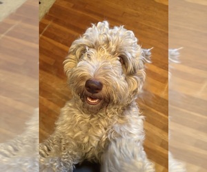 Mother of the Aussiedoodle-Labradoodle Mix puppies born on 07/15/2025