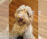 Small Photo #1 Aussiedoodle-Labradoodle Mix Puppy For Sale in WAYNESFIELD, OH, USA
