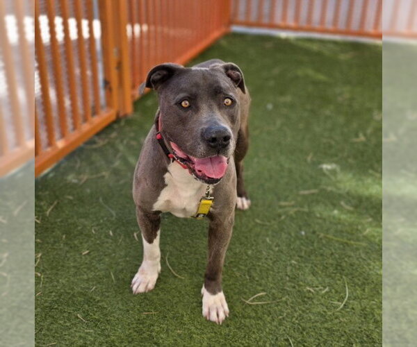 Medium Photo #2 Mutt Puppy For Sale in Las Vegas, NV, USA