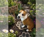 Small American Pit Bull Terrier Mix