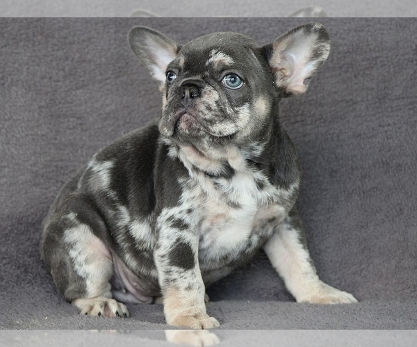 Medium Photo #2 French Bulldog Puppy For Sale in SILVER SPRING, MD, USA