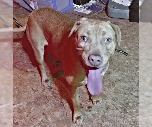 Medium Photo #2 - Mix Puppy For Sale in Rutherfordton, NC, USA