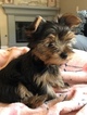 Small Photo #11 Yorkshire Terrier Puppy For Sale in CARLSBAD, CA, USA