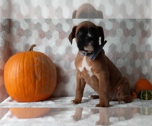 Boxer Puppy for sale in LANCASTER, PA, USA