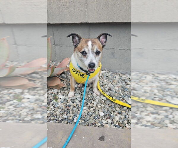 Medium Photo #1 Jack Chi Puppy For Sale in Studio City, CA, USA