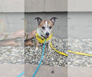 Jack Chi Dogs for adoption in Studio City, CA, USA
