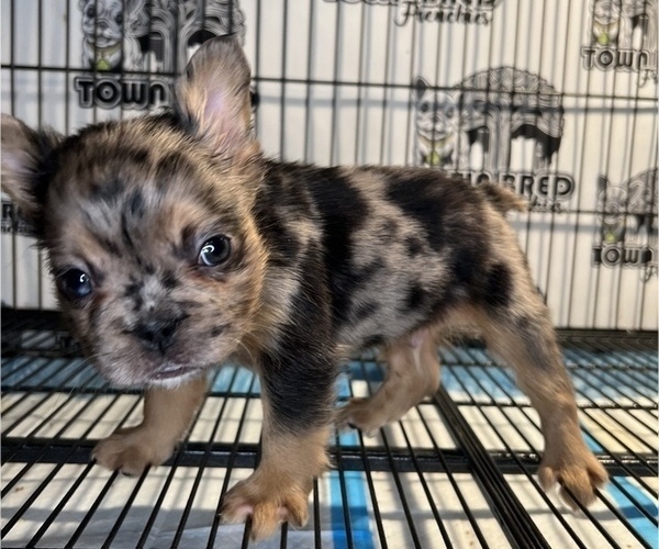 Medium Photo #3 French Bulldog Puppy For Sale in OAKLAND, CA, USA