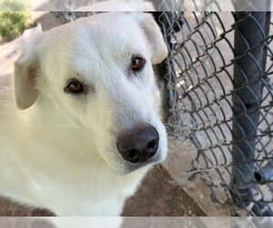 Great Pyrenees-Unknown Mix Dogs for adoption in Tulsa, OK, USA