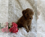 Small #1 Yorkipoo