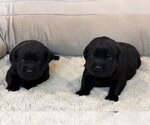 Small Photo #4 Labrador Retriever Puppy For Sale in HIGH POINT, NC, USA