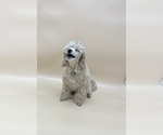 Small Photo #19 Poodle (Toy) Puppy For Sale in LONG GROVE, IL, USA