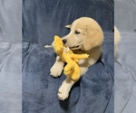 Small #4 Golden Labrador