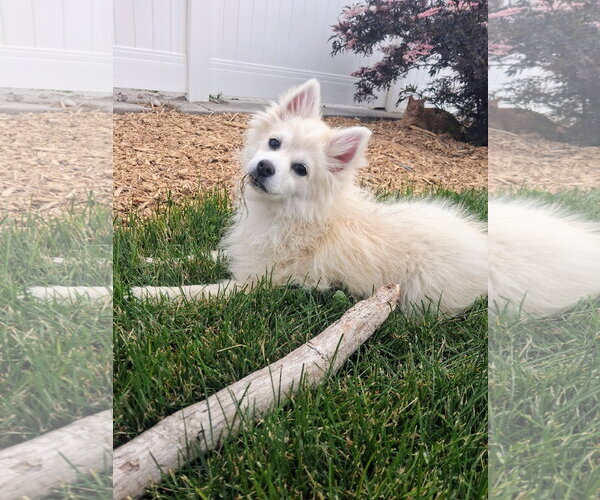 Medium Photo #4 Siberian Husky-Unknown Mix Puppy For Sale in Sandy, UT, USA