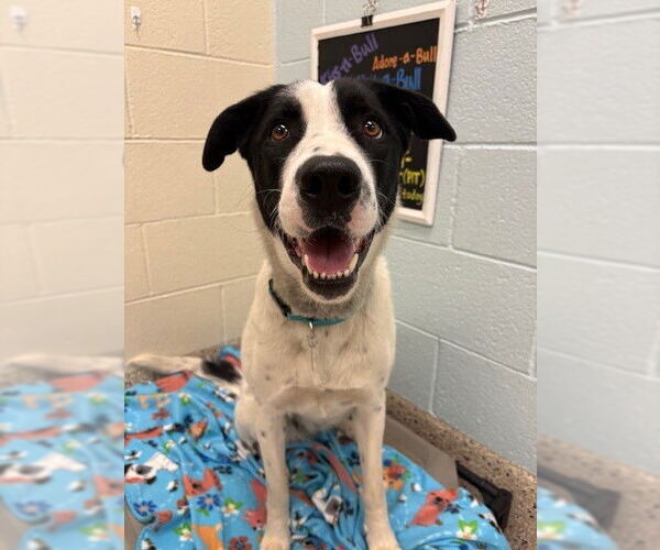 Medium Photo #1 Labrador Retriever-Welsh Springer Spaniel Mix Puppy For Sale in Brighton, CO, USA