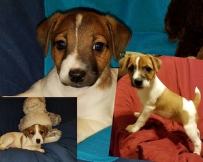 Jack Russell Terrier Puppy for sale in VENUS, TX, USA