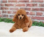 Image preview for Ad Listing. Nickname: Bella