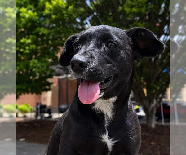 Medium Photo #1 Border Collie-Unknown Mix Puppy For Sale in Thomasville, NC, USA