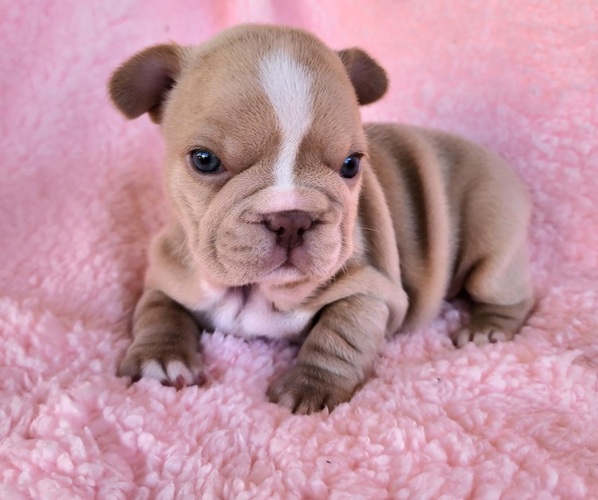 Medium Photo #6 French Bulldog Puppy For Sale in LAS VEGAS, NV, USA