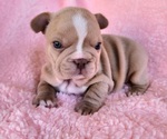 Small Photo #6 French Bulldog Puppy For Sale in LAS VEGAS, NV, USA
