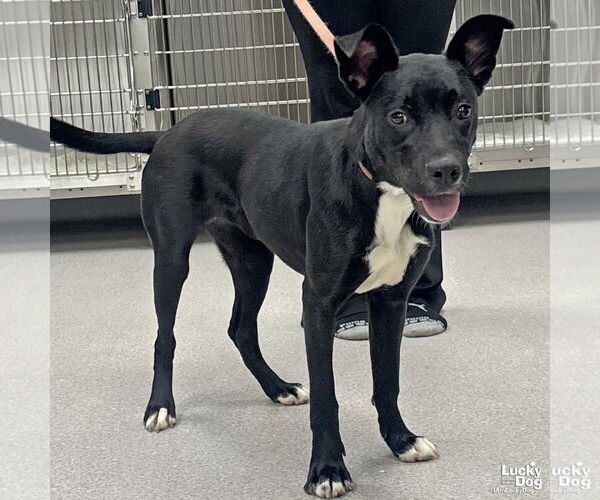 Medium Photo #2 Labrador Retriever-Retriever  Mix Puppy For Sale in Washington, DC, USA