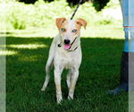 Small #2 Red Heeler Mix