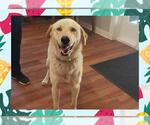 Small Labrador Retriever