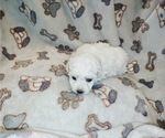 Small Photo #4 Bichon Frise Puppy For Sale in WINSTON SALEM, NC, USA