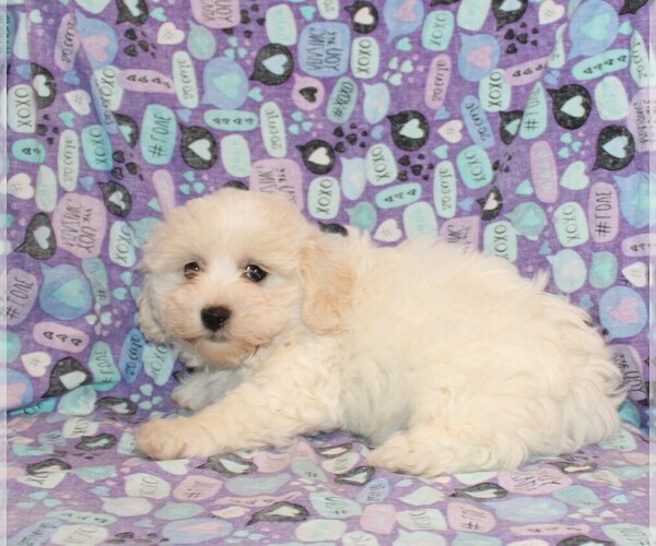 Medium Photo #5 Zuchon Puppy For Sale in BLOOMINGTON, IN, USA