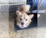 Small Pomeranian Mix