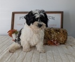 Small Photo #78 ShihPoo Puppy For Sale in GOSHEN, IN, USA