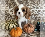 Small #1 Cavalier King Charles Spaniel