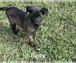 Puppy Bluey Belgian Malinois