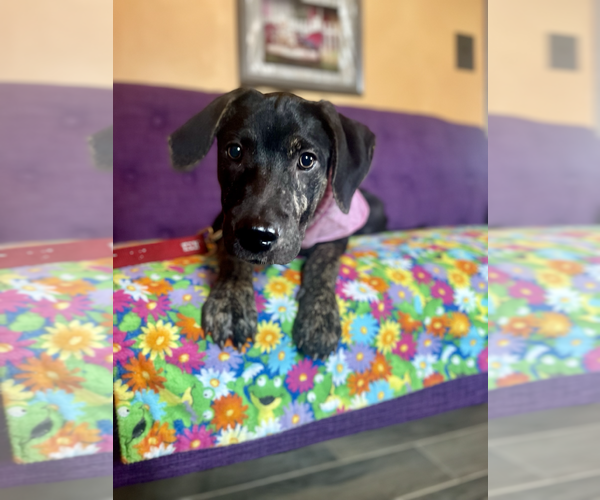 Medium Photo #1 Labrador Retriever-Unknown Mix Puppy For Sale in Rockaway, NJ, USA