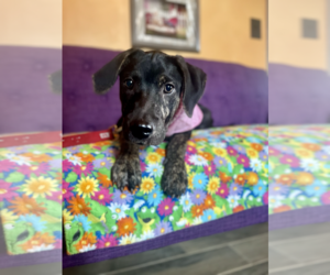 Labrador Retriever-Unknown Mix Dogs for adoption in Rockaway, NJ, USA